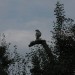 mini-IMG_1299